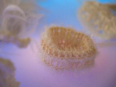 The Silent Scream of Cells